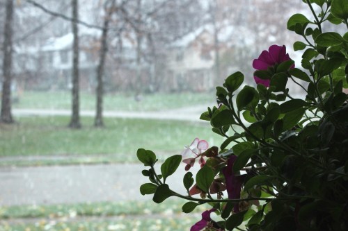 2012 Flower & Snow #2