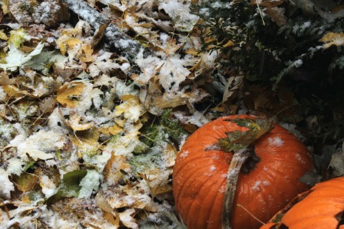 Pumpkin & Snow