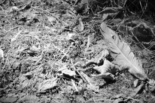 Feather in monochrome